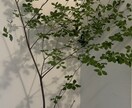 植物全般診断致します 植物の不調に直ぐにアプローチします！ イメージ1
