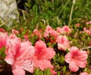 ブログ、ホームページで使用する写真を送ります 欲しい写真をできるだけ早く皆さんに提供します イメージ1