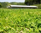 市場出荷しない農業経営の相談にのります 自分の商品としてブランディングし、生産物を売りましょう！ イメージ3