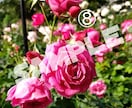 薔薇の花の写真、提供します スマホで撮った薔薇の写真を提供いたします。 イメージ8