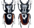 昆虫標本作成依頼承ります 自宅で死んだ昆虫などの標本を作成します イメージ4