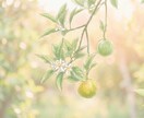 不安・恋愛が整うアロマをホロスコープで導きます 自分をわかってるつもりが実は知らないことも。自分知り整える。 イメージ3