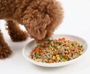 犬・猫の手作りフード教えます 動物管理栄養士が教える僕・私のご飯 イメージ1