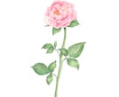 水彩画でお花のイラストを描かせていただきます 〜丁寧なヒアリング〜 温かく優しいタッチが得意です♪ イメージ2
