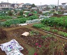 趣味の園芸や機械化のお手伝いします 特に機械を利用した園芸が得意です！ イメージ2