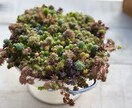 多肉植物のお悩み解決のお手伝いいたします 属種により違う育て方、寄せ植え方をお教えします！ イメージ4