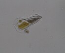 プランクトンの顕微鏡写真を提供します 元生物教師がミジンコやボルボックスの綺麗な写真を撮りました イメージ3