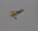 プランクトンの顕微鏡写真を提供します 元生物教師がミジンコやボルボックスの綺麗な写真を撮りました イメージ3