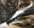 友達になったつもりで話します 普段言えないような事でも話してね！ イメージ1