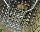 家やオフィス等での害獣害対策の相談にのります 害獣、害虫、ハチのお困りごと解決します！ イメージ5