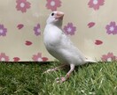 大切なペット達の飼育についてアドバイスします 元ペットショップ店員がペットの飼育方法やお悩みにアドバイス！ イメージ6