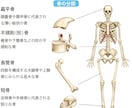 施術に活かせる解剖学教えます 骨格・筋肉・関節のしくみをわかりやすく、モヤモヤの解決！ イメージ3