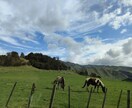 中学・高校からのニュージーランド留学ご相談伺います 現地在住の留学コンサルタントがアドバイスします。 イメージ9
