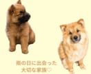 愛犬・愛猫のストーリーカードを制作します 世界にひとつだけの思い出を、一枚のカードに。 イメージ4