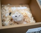 虹の橋を渡った大事な家族 心の声を届けます あの子が伝えたかった気持ち、あなたの想いを繋げます イメージ5
