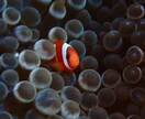 水中写真の素材提供おこないます クマノミやウミウシ、洞窟、地形など撮影してます。 イメージ3