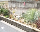 植物全般のお悩み相談、技術指導、承ります 観葉植物、お花、植木、育成、植え込み、デザイン、何でもOK イメージ6