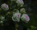 写真編集•加工します 家族の思い出の写真をより美しく！ イメージ5