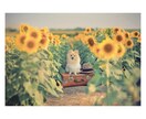 うちの子写真の背景合成致します うちの子写真を素敵なスタジオ撮影風に合成加工します イメージ2