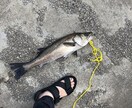 シーバス、スズキを釣る方法教えます シーバス初心者でも釣りたいですよね？その方法を簡単に教えます イメージ1