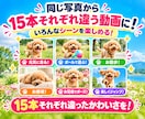 ペット写真1枚からAIリール動画15本作ります 写真1枚でOK！愛犬・愛猫がSNS動画の主役に イメージ5