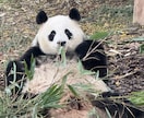 中国語ネイティブと50分リアルな中国語を話しせます 初心者大歓迎！教科書にとらわれず、好きな話題で楽しく会話！ イメージ2
