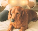 大切なペットの悩みを貴方の想いと共に癒します 遠隔ヒーリング整体で愛するペットを元気に！先ずは一度体験を。 イメージ1