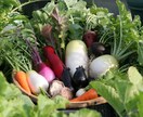 家庭でできる美味しい野菜の栽培方法教えます 〜子どもに安心安全な野菜を食べさせてあげたいというあなたへ〜 イメージ1