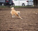 あなたの生活に合ったペットご提案します 新しくわんちゃんを家に迎えたいあなたへ イメージ1