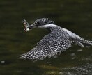 野鳥の写真を提供します 日本で見られる野鳥を季節を問わず撮影しています。 イメージ5