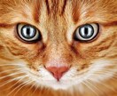様々なシチュエーションで使える猫の画像集めます 可笑しい!可愛い!!癒される!!50枚セットでお渡しします イメージ8