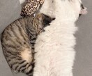お試し価格♡5名様限定募集いたします 虹組さん✰現役さんとアニマルコミュニケーションいたします☾ イメージ4