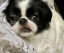 ２回目以降のペットのお悩みこちらから承ります ～お話されることで飼い主さまの心が少しでも和らぎますように～ イメージ1