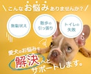 トレーナー歴14年！オンラインでしつけ教室します 愛犬に優しく、飼い主様が再現しやすい方法をご提案します イメージ2