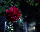 InstaなどSNSに載せる宣材写真お撮りします SNSに写真を少しでもキレイにおしゃれに載せるお手伝いします イメージ4