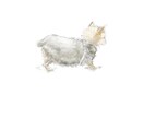 ペットの可愛い似顔絵を描きます ふわふわ感と暖かみを大切にしてます。どんな動物でも大歓迎！ イメージ2