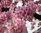 とても綺麗な風景の写真をお届けしますます 綺麗！可愛い！すてき！行った気になる！ イメージ6