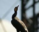写真データ販売致します 鳥など自然を撮っております。色々な写真があります。 イメージ4