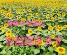 愚痴やお悩み聴きます 中々言えない愚痴やお悩み、お話してスッキリして下さい！ イメージ1