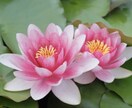 明るい未来や願望成熟のために占います 明るい未来作りを手伝わせてください。 イメージ1