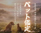 ペット・霊視鑑定｜丁寧に霊視し、お届けします ペット様が抱えている想い・気配・相性を知りたい方へ。 イメージ1
