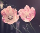 結婚したらどんな未来？❤タロットで占います ご縁はあるのか☆相性☆お相手の想い☆祝福☆今後の展開☆ イメージ1