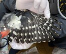 分からない野鳥教えます 〜初心者から最短で野鳥博士になりませんか？〜 イメージ5