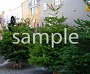 クリスマスの時期に使えそうな写真７枚提供します クリスマスツリー(もみの木)マーケット編 イメージ4