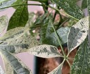 観葉植物の飼育方法などご相談聞きます 育て方がわからない方よく枯らしてしまう方など相談ください。 イメージ3
