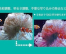 写真の気になるところを修正します 思い出をより色鮮やかに！理想的に！ イメージ1