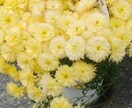 境界性パーソナリティー障害のお方のお話を聴きます 20年前に診断されました 自傷行為や摂食障害 色々ありました イメージ1