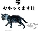 ペット写真からLINEスタンプ16個セット作ります ☆大切なペットをオリジナルLINEスタンプに イメージ5