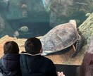 その他、仕事、人間関係など幅広く相談にのります 30代後半、小さな子供三人います。 イメージ1
