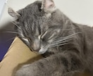 猫のぽむちゃんがあなたの話し相手になります 猫ちゃんとお話しして癒されていきませんか？ イメージ4